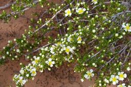Spicy scented cliffrose [sat may 11 07:57:01 mdt 2024]